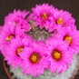 Mammillaria MIX exotic cacti rare cactus seed 100 SEEDS
