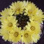 Mammillaria MIX exotic cacti rare cactus seed 100 SEEDS