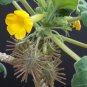 Uncarina roesliana @@ exotic rare flowering caudex rare succulents seed 10 SEEDS