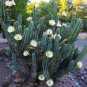 Cereus hildmannianus QUEEN OF THE NIGHT seed 1000 SEEDS