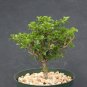 Pereskia portulacifolia, specimen cacti plant cactus 6"