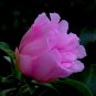 Pereskia Quisquellana rare succulent plant cactus 4"pot
