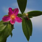 Pereskia diaz romeroana @J@ rare plant cactus caudex 4"