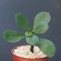 Pereskia Sacharosa rare succulent cacti plant cactus 4"