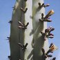 Myrtillocactus geometrizans cacti cactus seed 100 SEEDS