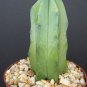 Myrtillocactus geometrizans cacti cactus seed 100 SEEDS