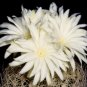 Discocactus araneispinus rare cacti cactus plant 4" pot
