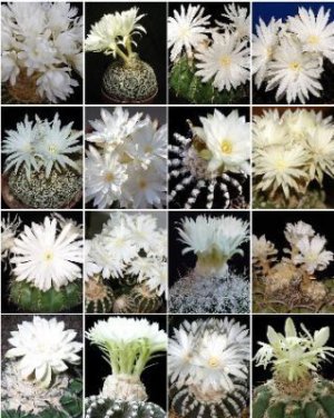 Discocactus variety MIX @@ exotic cactus seed 100 SEEDS