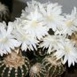 Discocactus variety MIX @@ exotic cactus seed 100 SEEDS