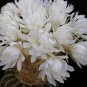 Discocactus variety MIX @@ exotic cactus seed 100 SEEDS