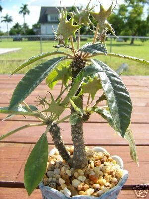 Dorstenia crispa exotic rare caudex succulents bonsai cactus aloe seed ...