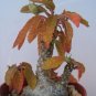 Dorstenia Foetida, rare succulents cactus seed 20 SEEDS