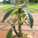 Dorstenia crispa @ rare succulents cactus seed 20 SEEDS