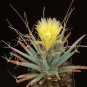 LEUCHTENBERGIA PRINCIPIS rare plant cacti cactus 4" pot