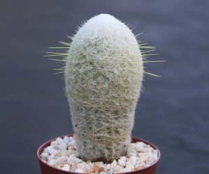 Espostoa melanostele columnar rare cacti cactus plant 4