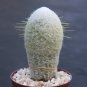 Espostoa melanostele columnar rare cacti cactus plant 4