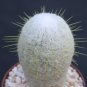 Espostoa melanostele columnar rare cacti cactus plant 4
