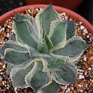Agave potatorum variegated, rare succulent plant 4" pot