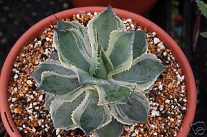 Agave potatorum variegated, rare succulent plant 4" pot