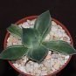 Agave potatorum variegated, rare succulent plant 4" pot