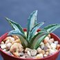 AGAVE AMERICANA MEDIOPICTA ALBA variegated plant aloe 4