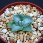 Agave isthmensi variegated @J@ rare succulent plant 4"
