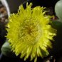 Argyroderma patens @J@ rare mesem cactus seed 100 SEEDS