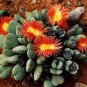 Cheiridopsis pillansii rare mesembs cacti seed 50 SEEDS