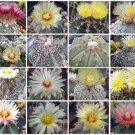 Astrophytum Variety MIX, rare cactus seed lot 100 SEEDS