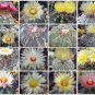 Astrophytum Variety MIX, rare cactus seed lot 100 SEEDS