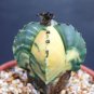 Astrophytum cuadricostatum variegated @J@ seed 20 SEEDS