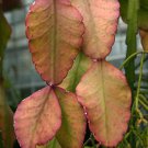 Rhipsalis elliptica @@ exotic rare hanging cactus epiphyllum cacti seed 50 SEEDS
