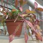 Rhipsalis elliptica @@ exotic rare hanging cactus epiphyllum cacti seed 50 SEEDS