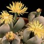 Dinteranthus wilmotianus @ mesembs cacti seed 100 SEEDS