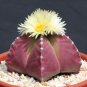 Astrophytum myriostigma PURPLE nudun cacti rare color cactus seed 100 SEEDS