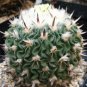 Stenocactus phyllanthus echinofosulocactus exotic brain cacti rare seed 10 SEEDS