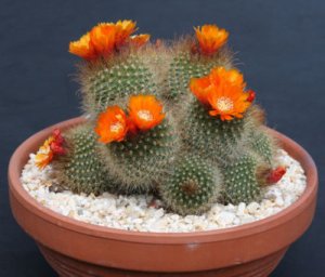 Parodia microsperma @J@ cacti rare cactus seed 25 SEEDS
