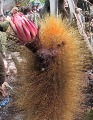 Weberbauerocereus johnsonii, cacti cactus seed 20 SEEDS