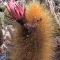 Weberbauerocereus johnsonii, cacti cactus seed 20 SEEDS