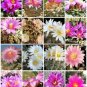 Ariocarpus variety mix, living rock plant stone rare cactus seed cacti 100 SEEDS