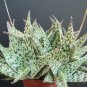 Aloe DORAN BLACK dorian hybrid exotic color agave succulent rare seed 50 SEEDS