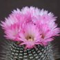 Notocactus rutilans parodia rare exotic cactus collection flower cacti 150 SEEDS