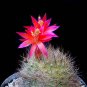 Matucana haynei exotic globular cacti rare flowering color cactus seed 100 SEEDS