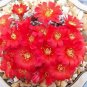 Rebutia marsoneri @ flowering rare cactus seed 20 SEEDS