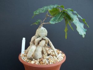 RAPHIONAGME FLANAGANI @@ rare caudex bonsai pachycaul succulent cactus plant 101