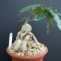 RAPHIONAGME FLANAGANI @@ rare caudex bonsai pachycaul succulent cactus plant 101