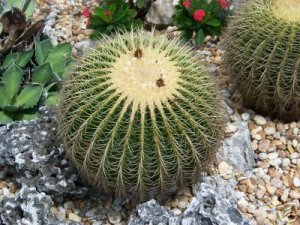 Echinocactus Grusonii golden barrel  cacti rare cactus seed 20 SEEDS