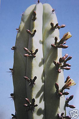 Myrtillocactus geometrizans, cacti cactus seed 20 SEEDS