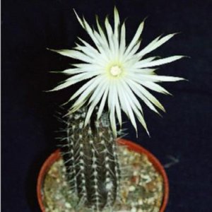 Echinopsis mirabilis @@ rare cactus seed cacti 20 SEEDS