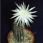 Echinopsis mirabilis @@ rare cactus seed cacti 20 SEEDS